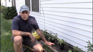 How to plant Hosta [upl. by Arayk]