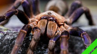 Cobalt Blue Tarantula Cyriopagopus lividus Care and Info H lividum [upl. by Mckenzie888]