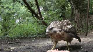 Sound Of A Buzzard Calling [upl. by Kaleb]