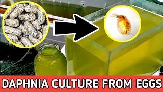 HOW TO HATCH DAPHNIA EGGS  HOW TO CULTURE DAPHNIA [upl. by Aisital773]