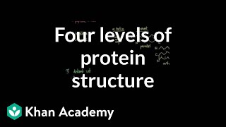 Four levels of protein structure  Chemical processes  MCAT  Khan Academy [upl. by Anirahc]