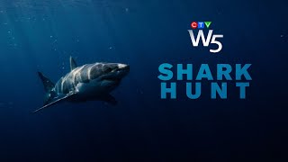 W5 Tracking Atlantic Canadas great white sharks [upl. by Louls]