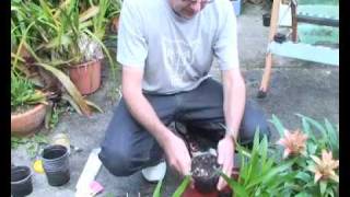 Bromeliads Online  How to plant pups [upl. by Niar]