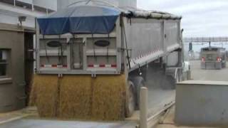 Hauling Soybeans to the Processor amp Backhaul Lime [upl. by Rodavlas687]