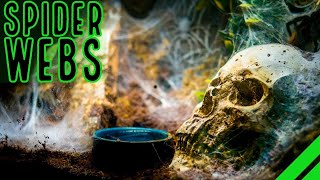 TOP 10 Heaviest Webbing Tarantulas BIG Spiders BIGGER Webs [upl. by Mast]