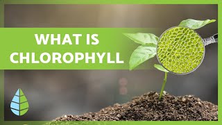 What is CHLOROPHYLL 🌿 Function Types and more 👇 [upl. by Nosidam]