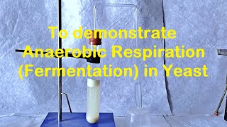 Fermentation in Yeast Experiment [upl. by Enniotna]