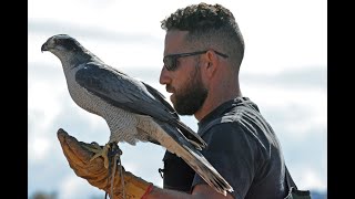 Imprinting Hacking and Hunting a NA Goshawk for Falconry [upl. by Atikim]