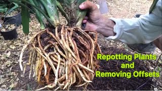 Repotting Plants and Removing Offsets [upl. by Yrannav838]