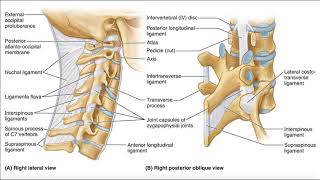 Major Ligaments of the Cervical Spine [upl. by Colson]