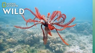 Feather Stars and Their Animal Invaders  Nat Geo Wild [upl. by Eibocaj]