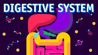 How our Digestive System Works [upl. by Eerpud]