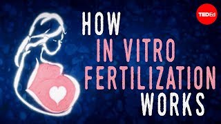 How in vitro fertilization IVF works  Nassim Assefi and Brian A Levine [upl. by Anallese]