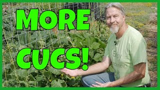 How to Grow MORE Cucumbers Expert Tips [upl. by Retseh]