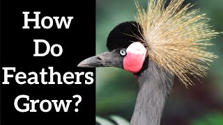 How do Feathers Grow  Feather Formation [upl. by Vescuso304]