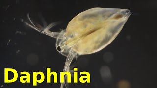 Daphnia [upl. by Arahset366]