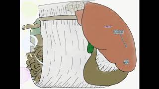 Bovine Omentum [upl. by Sanborn]