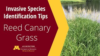 Identification Tips Reed Canary Grass Phalaris arundinacea [upl. by Redlac]