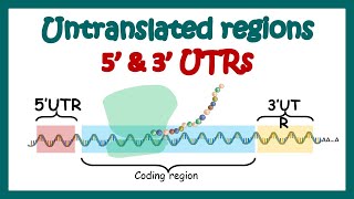 Untranslated regions  how 5 and 3 UTRs regulate transcription and translation  3 and 5 UTR [upl. by Minny155]