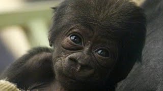 CUTE Adorable baby gorilla meets his sister [upl. by Gayel]