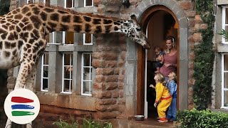 BREAKFAST at The GIRAFFE MANOR ELEPHANTS and MORE  WEEK 118  Kenya [upl. by Brandi677]