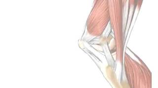 Tendons vs Ligaments  Whats the Difference [upl. by Bronk]