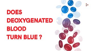 Does Deoxygenated Blood turn Blue  Dont Memorise Shorts [upl. by Eve]