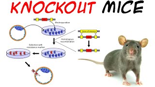 Knockout mice [upl. by Koeppel]