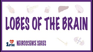 LOBES OF THE BRAIN [upl. by Otero]