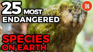 25 Most Endangered Species On Earth [upl. by Semmes]