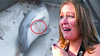 The Disturbing Truth Of What Happened To Flipper The Dolphin You Will Cry After Watching This Video [upl. by Alin]