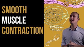 1 Minute Recap  Smooth Muscle Contraction [upl. by Nickolaus]