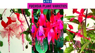 Fuchsia Plant Varieties A to Z [upl. by Bautista]