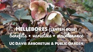 Hellebores  Lenten Rose [upl. by Spain626]