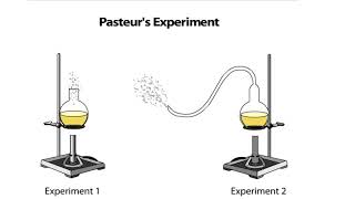 Pasteurs Experiment [upl. by Ojytteb]