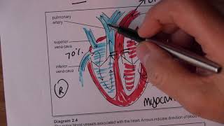 Cardiovascular System 3 Blood circulation [upl. by Canfield]