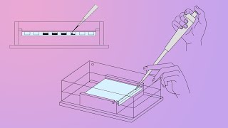 DNALC Short Gel Electrophoresis [upl. by Lleznol]