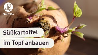 Süßkartoffel im Topf anbauen Anleitung [upl. by Asseral]