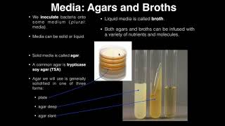 Lab Exercise 1 Introduction to Microbiology [upl. by Anna-Diana567]