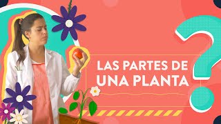 Las partes de una planta [upl. by Dressler]