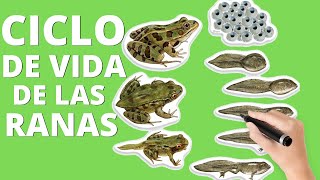 El ciclo de vida de las ranas etapas🐸 [upl. by Eniala]