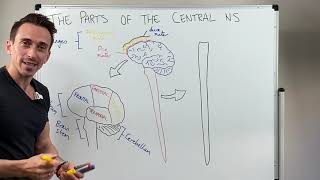 Overview of the Central Nervous System CNS [upl. by Einahc]