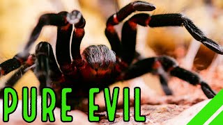 Mexican Red Rump Tarantula BrachypelmaTliltocatl vagans Care amp Facts [upl. by Ocsecnarf]