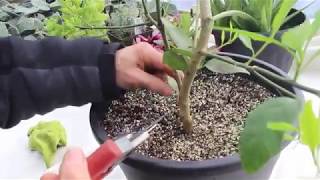 How to Care for Lemon Trees [upl. by Menon]