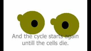 Yeast cell reproducing animation [upl. by Forlini]