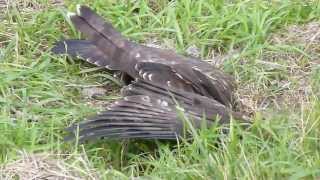 Wespen Bussard auf Jagd [upl. by Fidela]