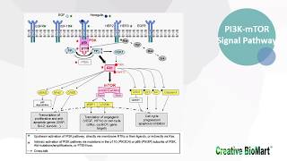 Type I Interferon Signal Pathway [upl. by Acinomad]