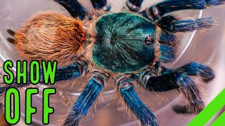 Top 10 BEST Display Tarantulas Show Off YOUR Spiders [upl. by Anyd]