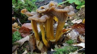 Identifying the Winter Chanterelle Craterellus tubaeformis Yellow Legs [upl. by Skipper857]