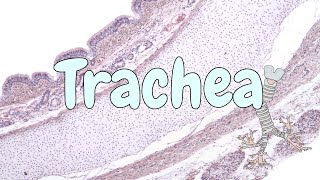 Trachea  respiratory system histology [upl. by Diva]